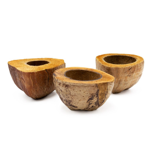 Kokos Halbschale Pflanztopf