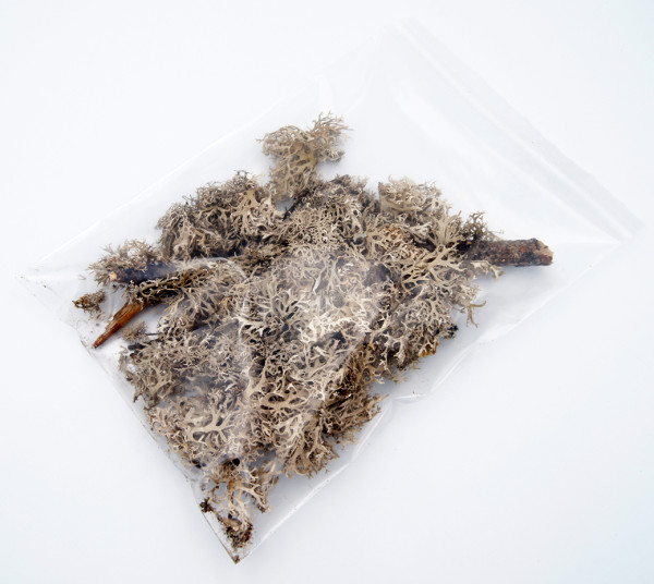 Deko Set Moosflechte